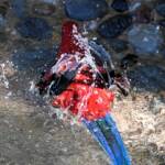 Crimson Rosella (Platycercus elegans), O'Reilly, Lamington National Park, QLD