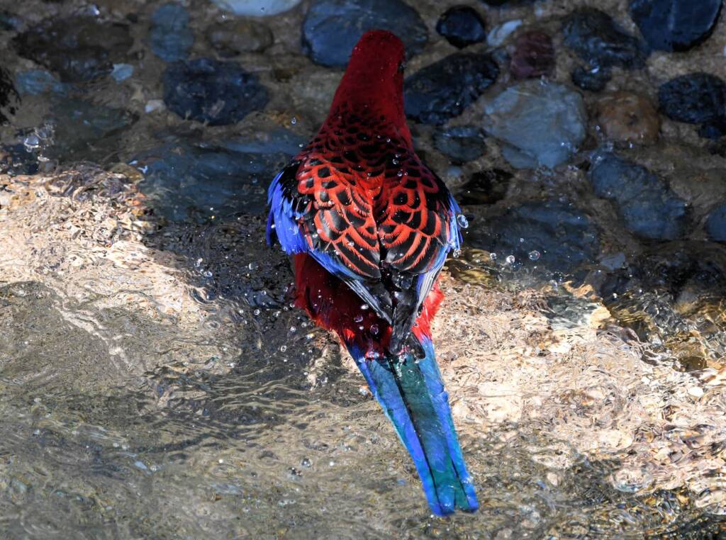 Crimson Rosella (Platycercus elegans), O'Reilly, Lamington National Park, QLD