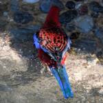 Crimson Rosella (Platycercus elegans), O'Reilly, Lamington National Park, QLD