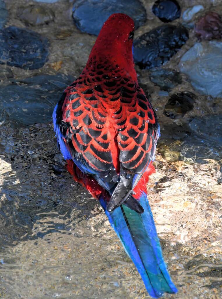 Crimson Rosella (Platycercus elegans), O'Reilly, Lamington National Park, QLD