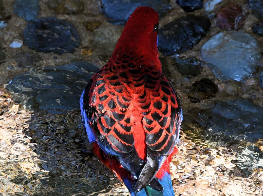 Crimson Rosella (Platycercus elegans), O'Reilly, Lamington National Park, QLD