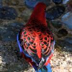 Crimson Rosella (Platycercus elegans), O'Reilly, Lamington National Park, QLD