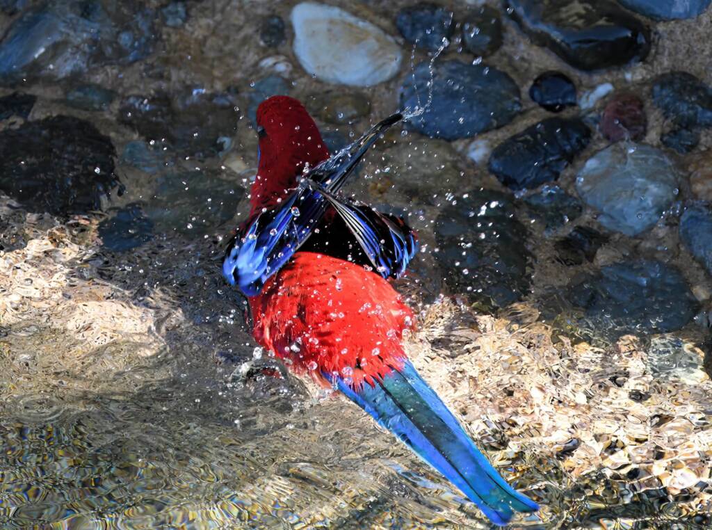 Crimson Rosella (Platycercus elegans), O'Reilly, Lamington National Park, QLD