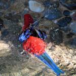 Crimson Rosella (Platycercus elegans), O'Reilly, Lamington National Park, QLD