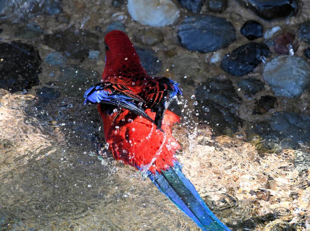 Crimson Rosella (Platycercus elegans), O'Reilly, Lamington National Park, QLD