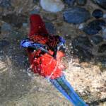 Crimson Rosella (Platycercus elegans), O'Reilly, Lamington National Park, QLD