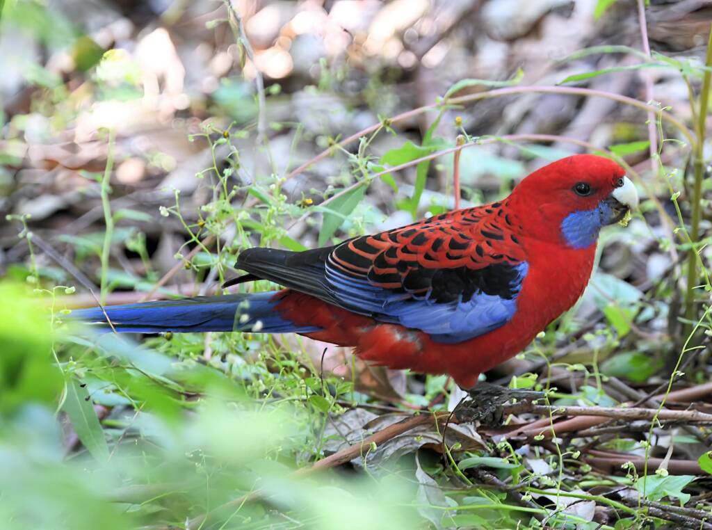 Crimson Rosella (Platycercus elegans), Binna Burra, , Lamington National Park QLD