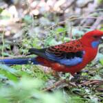 Crimson Rosella (Platycercus elegans), Binna Burra, , Lamington National Park QLD