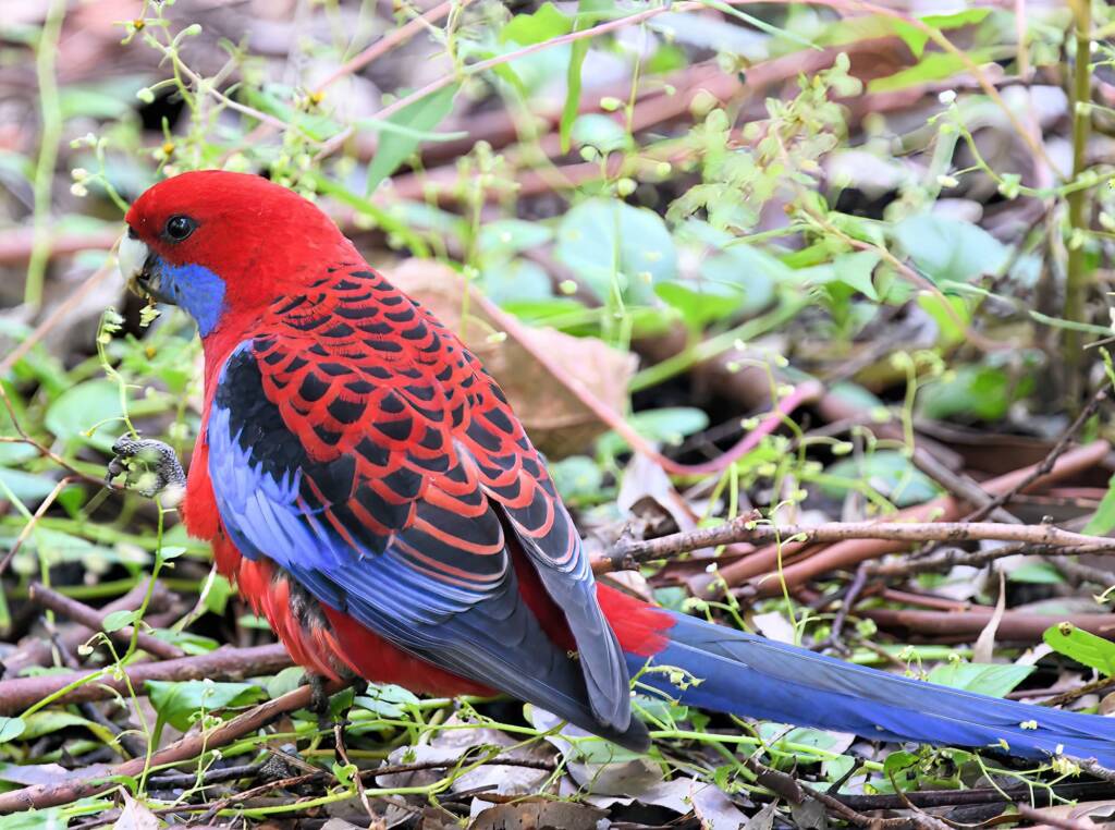Crimson Rosella (Platycercus elegans), Binna Burra, , Lamington National Park QLD