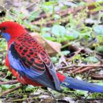 Crimson Rosella (Platycercus elegans), Binna Burra, , Lamington National Park QLD