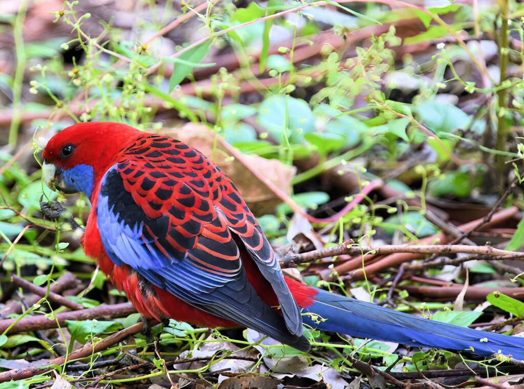 Crimson Rosella (Platycercus elegans), Binna Burra, , Lamington National Park QLD
