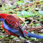 Crimson Rosella (Platycercus elegans), Binna Burra, , Lamington National Park QLD