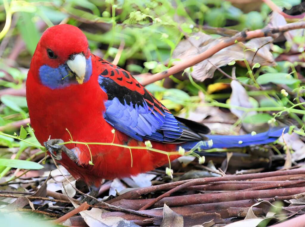 Crimson Rosella (Platycercus elegans), Binna Burra, , Lamington National Park QLD