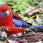 Crimson Rosella (Platycercus elegans), Binna Burra, , Lamington National Park QLD