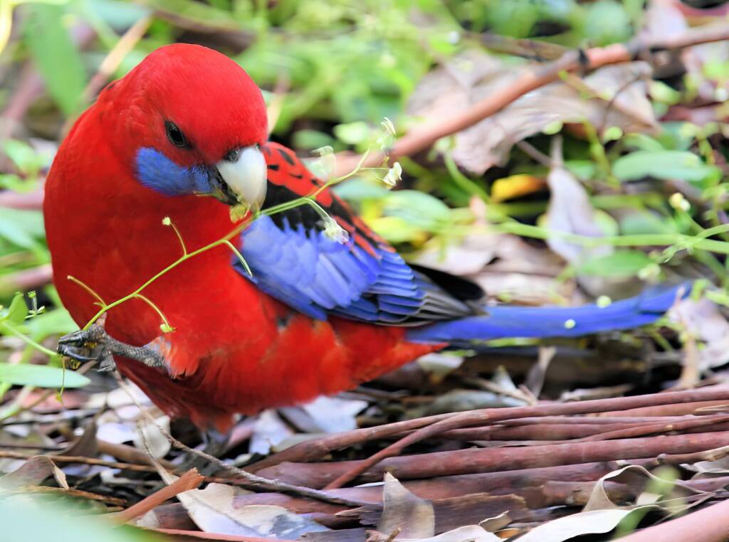 Crimson Rosella (Platycercus elegans), Binna Burra, , Lamington National Park QLD