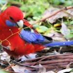 Crimson Rosella (Platycercus elegans), Binna Burra, , Lamington National Park QLD
