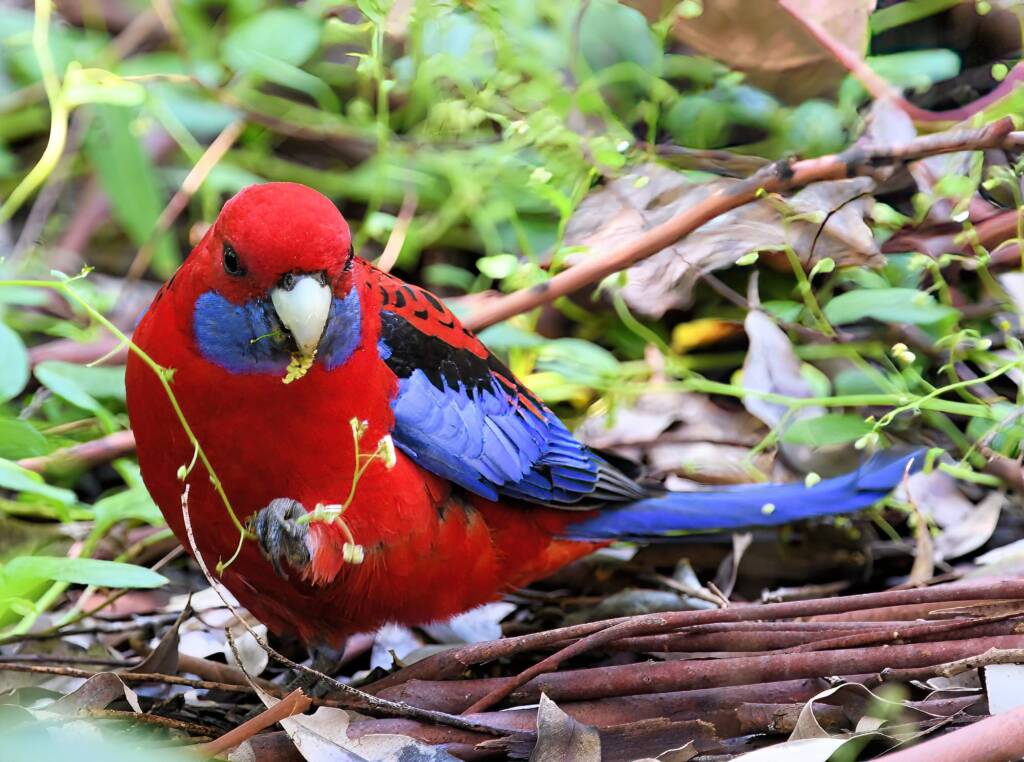 Crimson Rosella (Platycercus elegans), Binna Burra, , Lamington National Park QLD