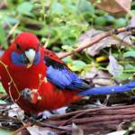 Crimson Rosella (Platycercus elegans), Binna Burra, , Lamington National Park QLD