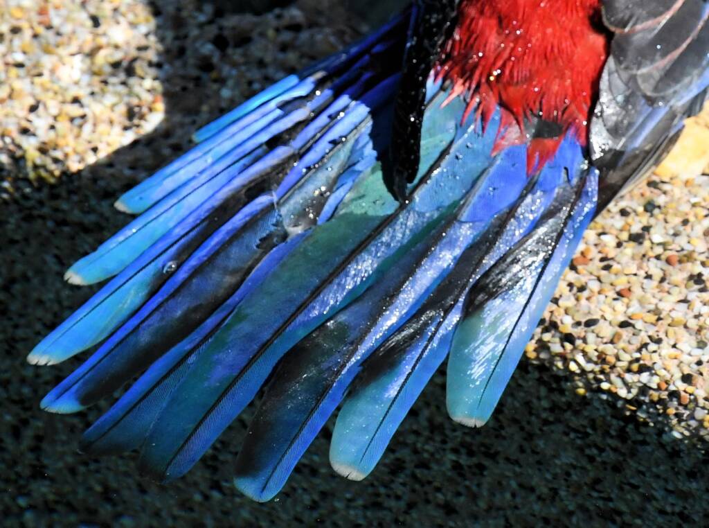 Crimson Rosella (Platycercus elegans), O'Reilly, Lamington National Park, QLD