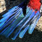Crimson Rosella (Platycercus elegans), O'Reilly, Lamington National Park, QLD