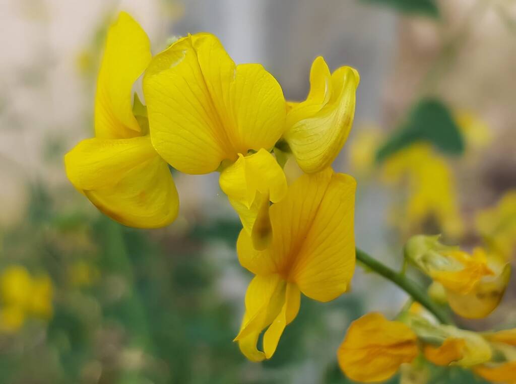 Bluebush Pea (Crotalaria eremaea), Emily Gap NT