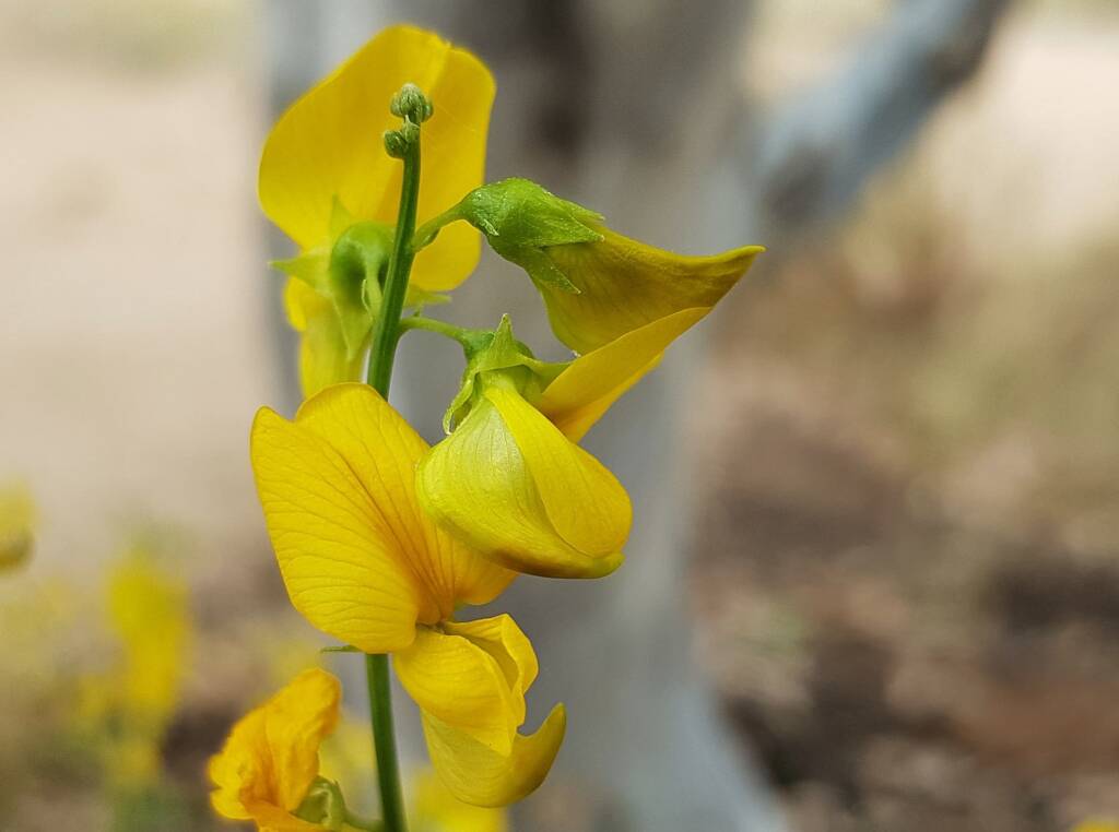 Bluebush Pea (Crotalaria eremaea), Emily Gap NT