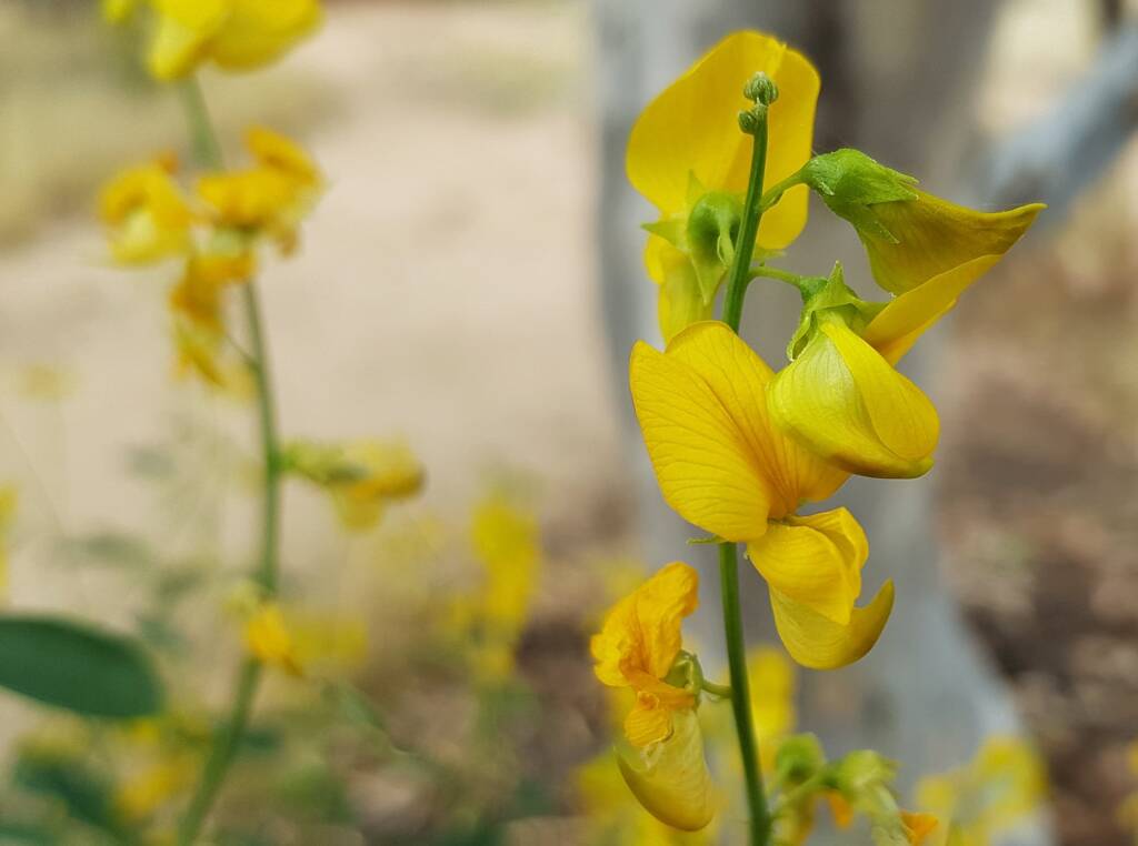 Bluebush Pea (Crotalaria eremaea), Emily Gap NT