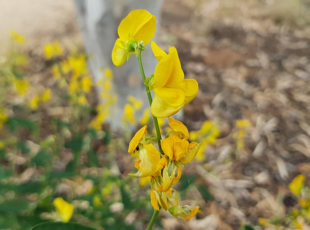 Bluebush Pea (Crotalaria eremaea), Emily Gap NT