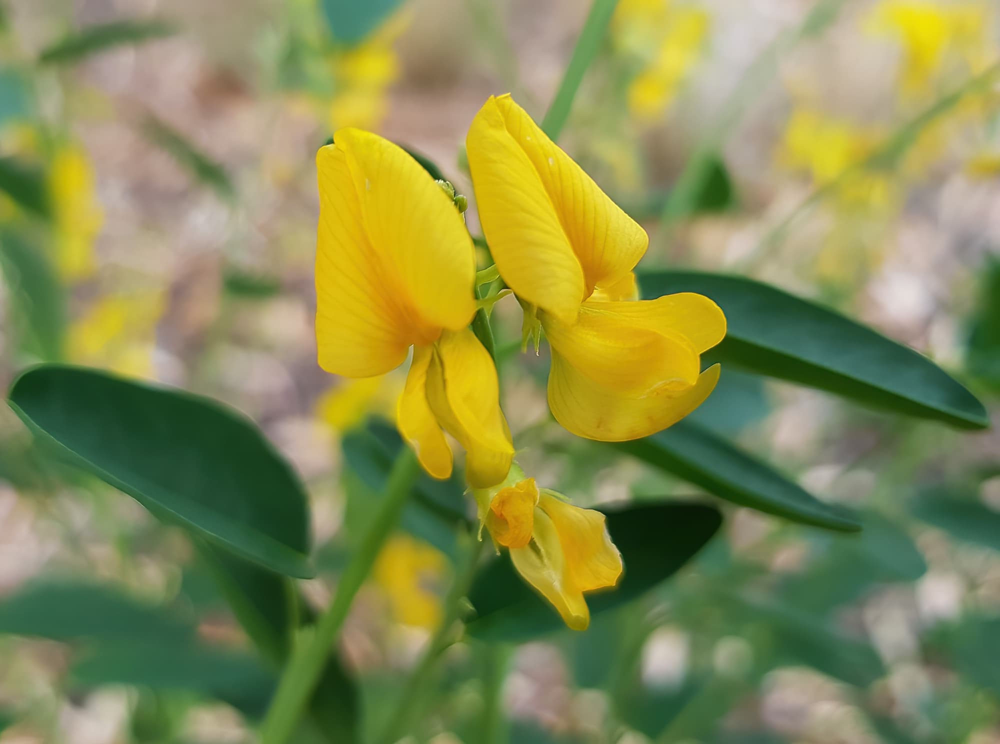 Bluebush Pea (Crotalaria eremaea), Emily Gap NT