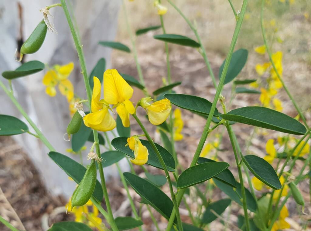 Bluebush Pea (Crotalaria eremaea), Emily Gap NT