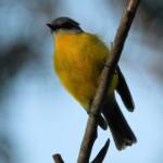 Eastern Yellow Robin (Eopsaltria australis), Binna Burra, Lamington National Park, QLD