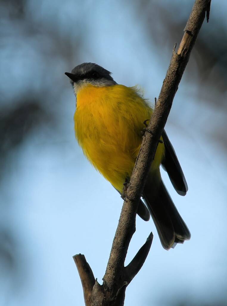Eastern Yellow Robin (Eopsaltria australis), Binna Burra, Lamington National Park, QLD