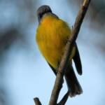 Eastern Yellow Robin (Eopsaltria australis), Binna Burra, Lamington National Park, QLD