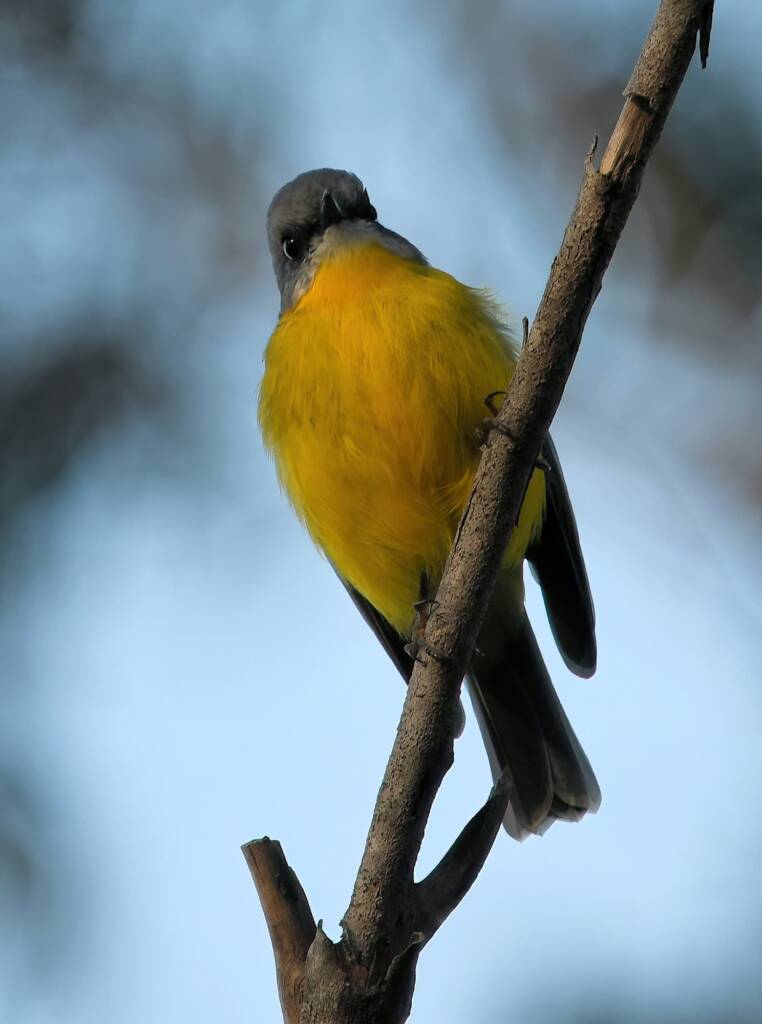 Eastern Yellow Robin (Eopsaltria australis), Binna Burra, Lamington National Park, QLD