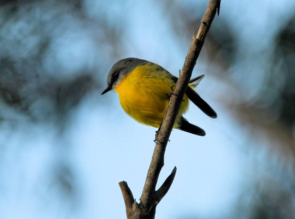 Eastern Yellow Robin (Eopsaltria australis), Binna Burra, Lamington National Park, QLD