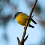Eastern Yellow Robin (Eopsaltria australis), Binna Burra, Lamington National Park, QLD