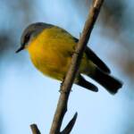 Eastern Yellow Robin (Eopsaltria australis), Binna Burra, Lamington National Park, QLD