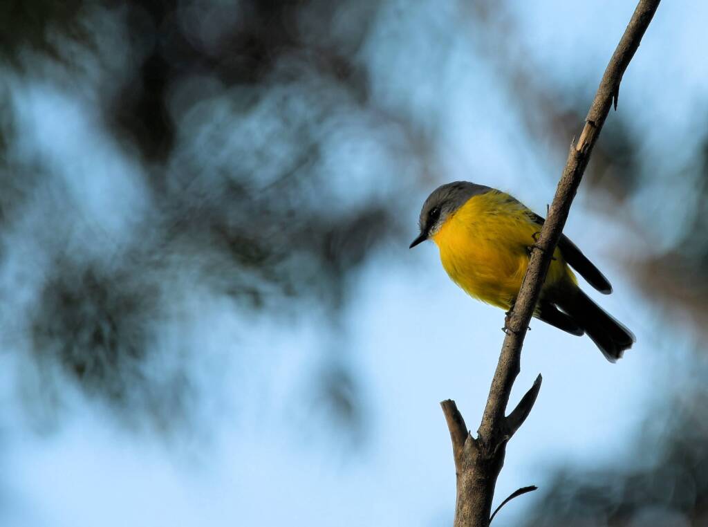 Eastern Yellow Robin (Eopsaltria australis), Binna Burra, Lamington National Park, QLD