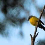Eastern Yellow Robin (Eopsaltria australis), Binna Burra, Lamington National Park, QLD