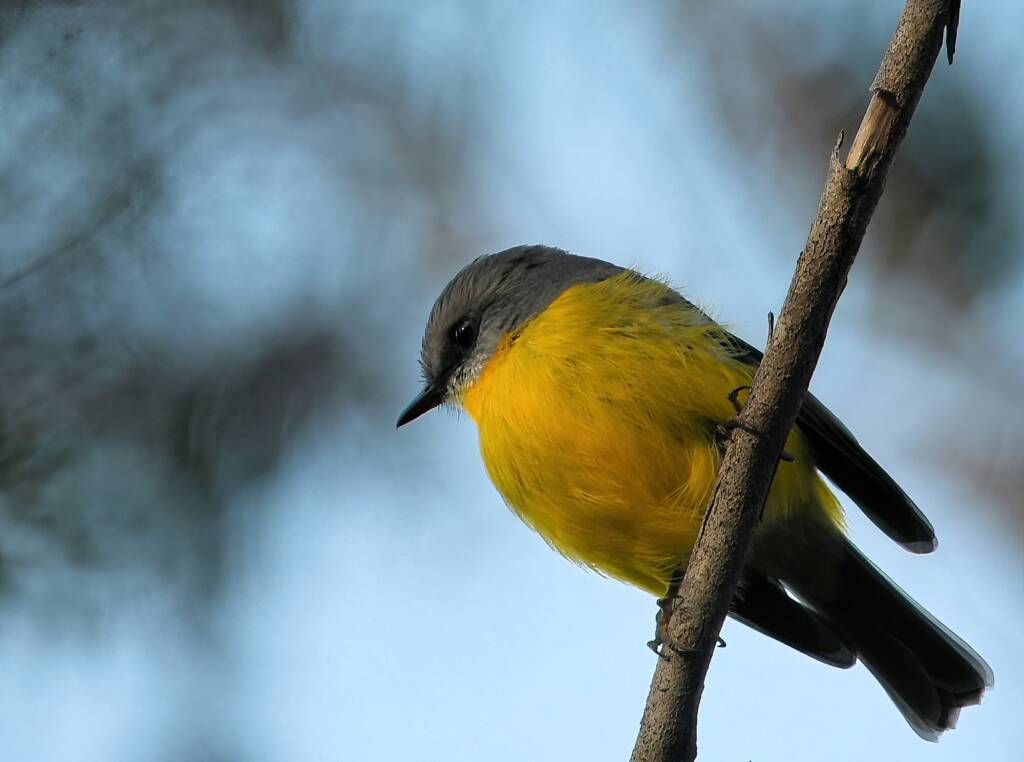 Eastern Yellow Robin (Eopsaltria australis), Binna Burra, Lamington National Park, QLD