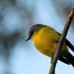 Eastern Yellow Robin (Eopsaltria australis), Binna Burra, Lamington National Park, QLD