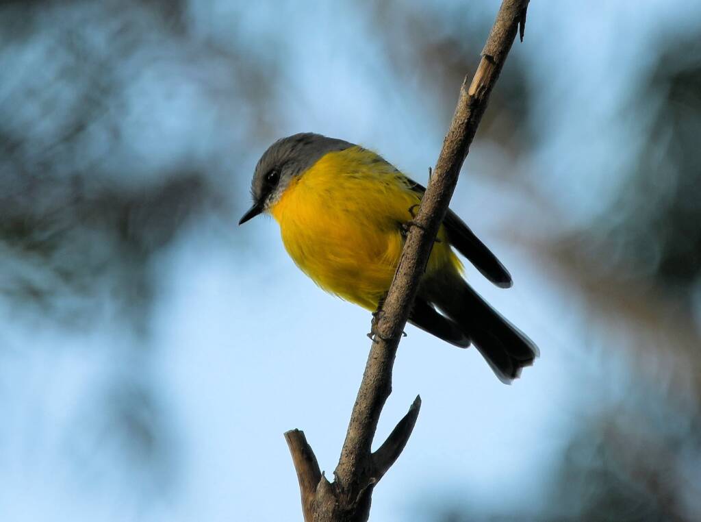 Eastern Yellow Robin (Eopsaltria australis), Binna Burra, Lamington National Park, QLD