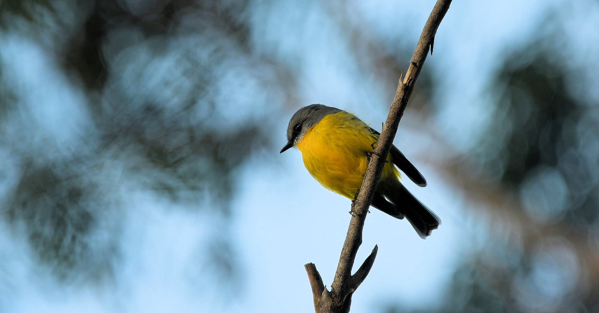 Eastern Yellow Robin (Eopsaltria australis), Binna Burra, Lamington National Park, QLD