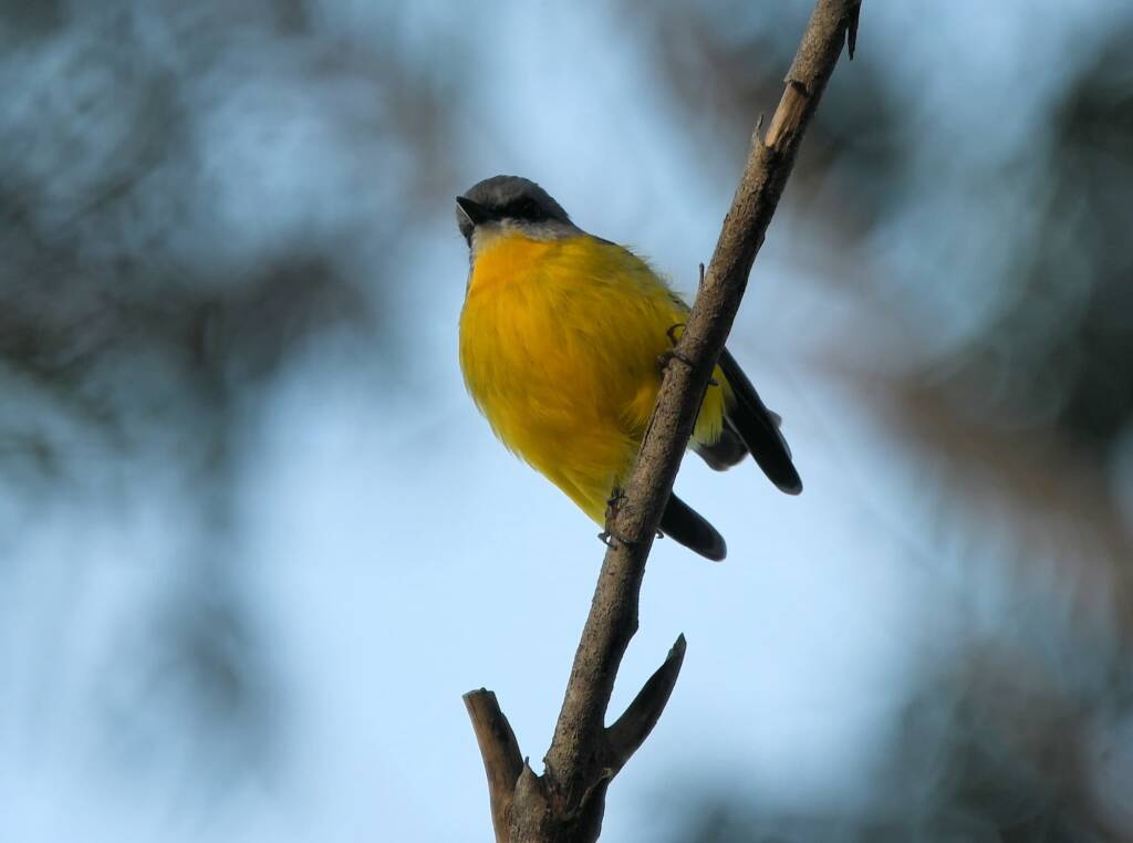 Eastern Yellow Robin (Eopsaltria australis), Binna Burra, Lamington National Park, QLD