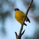 Eastern Yellow Robin (Eopsaltria australis), Binna Burra, Lamington National Park, QLD