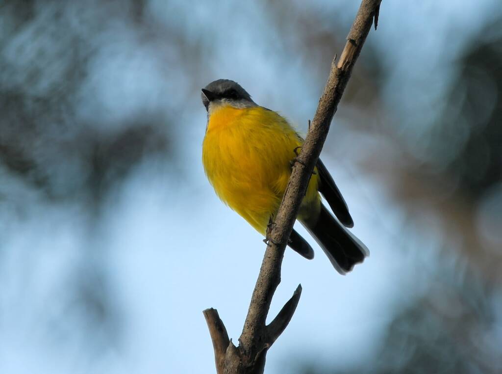 Eastern Yellow Robin (Eopsaltria australis), Binna Burra, Lamington National Park, QLD