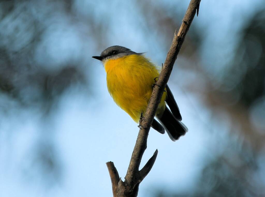 Eastern Yellow Robin (Eopsaltria australis), Binna Burra, Lamington National Park, QLD