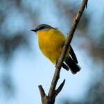 Eastern Yellow Robin (Eopsaltria australis), Binna Burra, Lamington National Park, QLD
