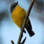 Eastern Yellow Robin (Eopsaltria australis), Binna Burra, Lamington National Park, QLD