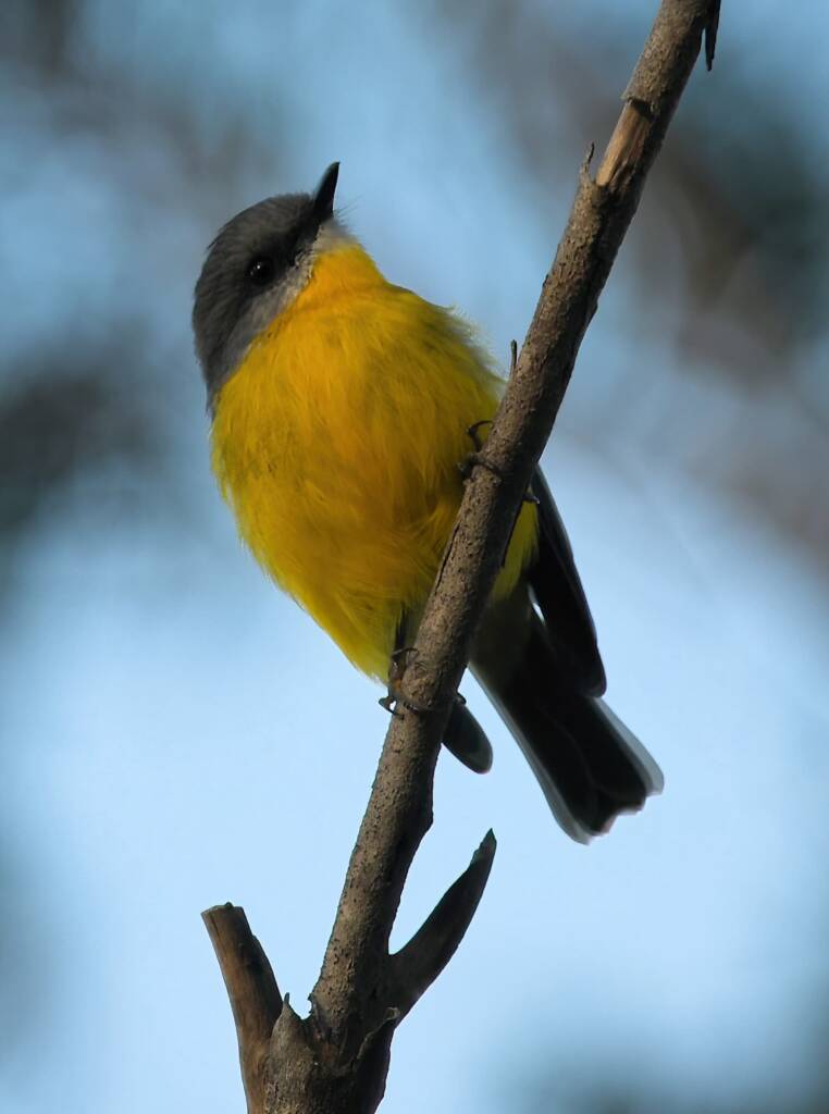 Eastern Yellow Robin (Eopsaltria australis), Binna Burra, Lamington National Park, QLD